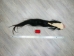 Tanned Horse Tail: Gallery Item - 18-06T-G3913 (Y1HRM)
