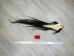 Tanned Horse Tail: Gallery Item - 18-06T-G3918 (Y1HRM)
