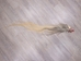 Tanned Horse Tail: Gallery Item - 18-06T-G3919 (Y1H)