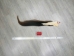 Tanned Horse Tail: Gallery Item - 18-06T-G3926 (Y1HRM)