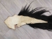 Tanned Horse Tail: Gallery Item - 18-06T-G4326 (Y1HRJ)