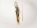 Tanned Horse Tail: Gallery Item - 18-06T-G4336 (Y1HRJ)