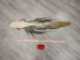 Tanned Horse Tail: Gallery Item - 18-06T-G4336 (Y1HRJ)