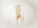 Tanned Horse Tail: Gallery Item - 18-06T-G4339 (Y1HRJ)