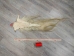 Tanned Horse Tail: Gallery Item - 18-06T-G4339 (Y1HRJ)