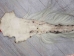 Tanned Horse Tail: Gallery Item - 18-06T-G4343 (Y1HRJ)