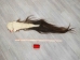Tanned Horse Tail: Gallery Item - 18-06T-G4353 (Y1HRJ)