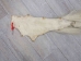 Tanned Horse Tail: Gallery Item - 18-06T-G4355 (Y1HRJ)