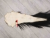 Tanned Horse Tail: Gallery Item - 18-06T-G4377 (Y1HRM)