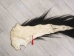 Tanned Horse Tail: Gallery Item - 18-06T-G4378 (Y1HRM)