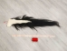 Tanned Horse Tail: Gallery Item - 18-06T-G4395 (Y1HRM)