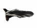 Real Tanned Skunk Tail: Large: Gallery Item - 18-SK-G4248 (Y1J)