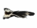 Real Tanned Skunk Tail: XL: Gallery Item - 18-SK-G4263 (Y1JRR)