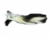 Real Tanned Skunk Tail: XL: Gallery Item - 18-SK-G4264 (Y1JRR)