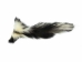 Real Tanned Skunk Tail: XL: Gallery Item - 18-SK-G4266 (Y1JRR)