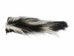 Real Tanned Skunk Tail: XL: Gallery Item - 18-SK-G4267 (Y1JRR)