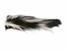 Real Tanned Skunk Tail: XL: Gallery Item - 18-SK-G4267 (Y1J)