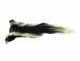 Real Tanned Skunk Tail: XXL: Gallery Item - 18-SK-G4289 (Y1JRO)