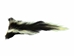 Real Tanned Skunk Tail: XXL: Gallery Item - 18-SK-G4289 (Y1J)