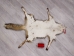 Red Fox Skin with Feet: Gallery Item - 180-03-WF-G4015 (Y1KWR)