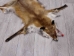 Red Fox Skin with Feet: Gallery Item - 180-03-WF-G4015 (Y1KWR)