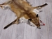 Red Fox Skin with Feet: Gallery Item - 180-03-WF-G4015 (Y3L)