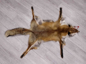 Red Fox Skin with Feet: Gallery Item 