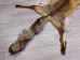 Red Fox Skin with Feet: Gallery Item - 180-03-WF-G4016 (Y3L)