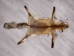Red Fox Skin with Feet: Gallery Item - 180-03-WF-G4016 (Y1KWR)