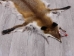 Red Fox Skin with Feet: Gallery Item - 180-03-WF-G4017 (Y1KWR)