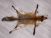 Red Fox Skin with Feet: Gallery Item - 180-03-WF-G4017 (Y1KWR)