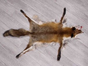 Red Fox Skin with Feet: Gallery Item 