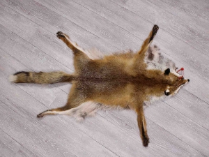 Red Fox Skin with Feet: Gallery Item 