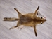Red Fox Skin with Feet: Gallery Item - 180-03-WF-G4018 (L1)
