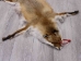 Red Fox Skin with Feet: Gallery Item - 180-03-WF-G4019 (Y1KWR)