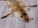 Red Fox Skin with Feet: Gallery Item - 180-03-WF-G4019 (Y3L)