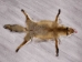 Red Fox Skin with Feet: Gallery Item - 180-03-WF-G4019 (Y1KWR)