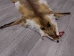 Red Fox Skin with Feet: Gallery Item - 180-03-WF-G4020 (Y1KWR)