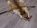Red Fox Skin with Feet: Gallery Item - 180-03-WF-G4020 (Y3L)
