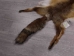 Red Fox Skin with Feet: Gallery Item - 180-03-WF-G4020 (Y1KWR)