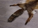 Red Fox Skin with Feet: Gallery Item - 180-03-WF-G4020 (Y3L)