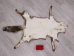 Red Fox Skin with Feet: Gallery Item - 180-03-WF-G4022 (Y1KWR)