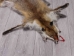 Red Fox Skin with Feet: Gallery Item - 180-03-WF-G4022 (Y1KWR)