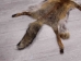 Red Fox Skin with Feet: Gallery Item - 180-03-WF-G4022 (Y1KWR)