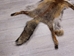 Red Fox Skin with Feet: Gallery Item - 180-03-WF-G4022 (Y3L)
