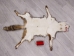 Red Fox Skin with Feet: Gallery Item - 180-03-WF-G4023 (Y1KWR)