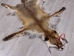 Red Fox Skin with Feet: Gallery Item - 180-03-WF-G4023 (Y1KWR)