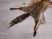 Red Fox Skin with Feet: Gallery Item - 180-03-WF-G4023 (Y1KWR)