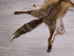 Red Fox Skin with Feet: Gallery Item - 180-03-WF-G4023 (L1)
