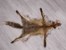 Red Fox Skin with Feet: Gallery Item - 180-03-WF-G4023 (Y1KWR)